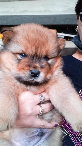 Imagem 4 de 5 de Vende-se Filhotes Chochow