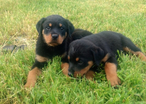 Rottweiler