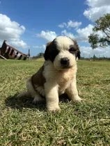 Comprar Cachorros San Bernardo Puros, Consultar Por Precio
