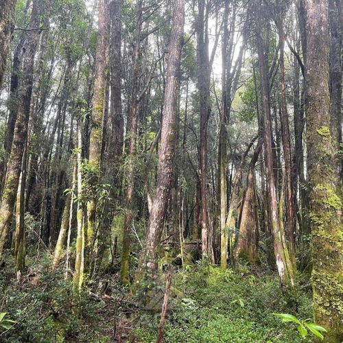 Campo De Bosque Nativo. Cercano A Parque Alerce Costero