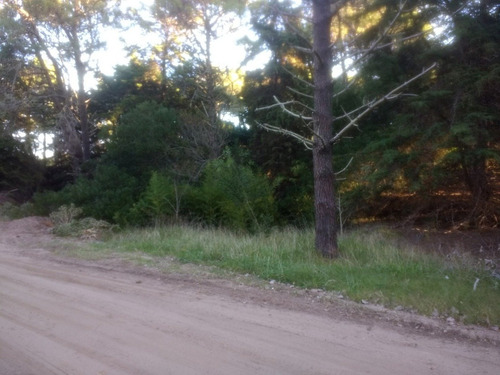 Imagen 2 de 6 de Gran Lote En Zona De Bosque, Hermoso Entorno!!!