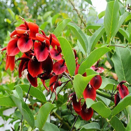 Mudas De Corticeira Do Banhado