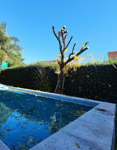 Poda De Arboles Tala Extracciones De Raiz Whatsap 1528694955
