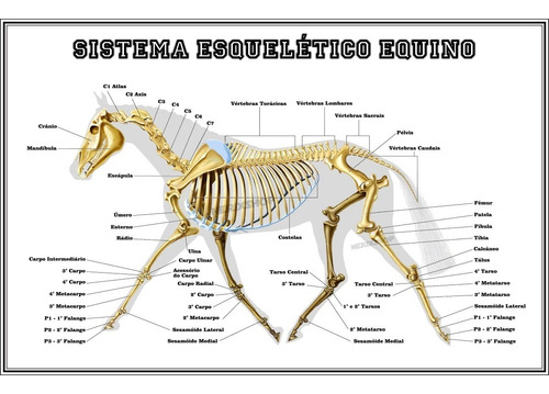 Poster 60x90cm Esqueleto Do Cavalo Anatomia Veterinária 