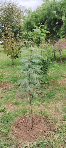 Acacia Visco - Árbol 2.2m En Maceta - Árboles Nativo
