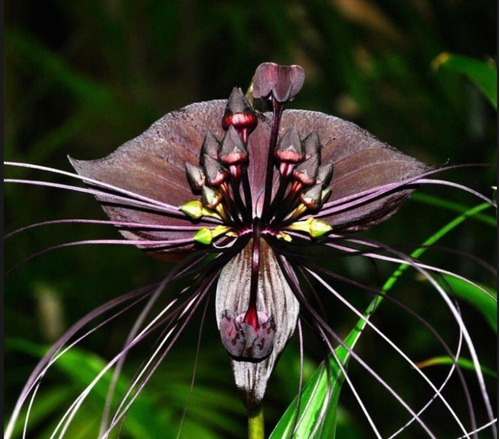 Orquidea Morcego - Tacca Negra - Muda Com Aprox 60cm | Frete grátis