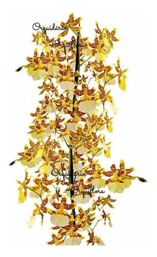 Orquideas Dama Dançante Oncidium Sphacelatum ! Planta Adulta | Parcelamento  sem juros