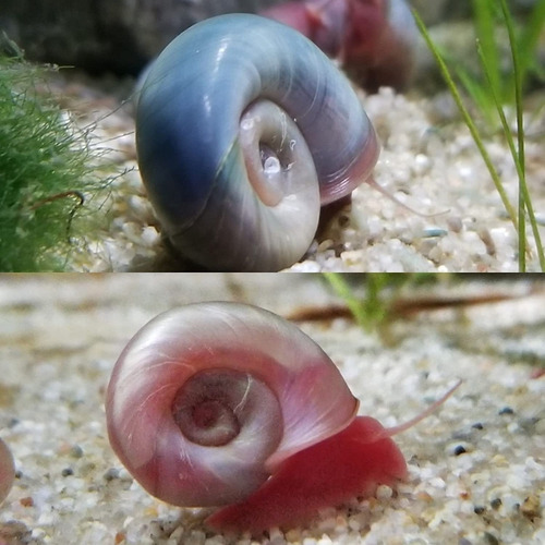 10 Caramujos Ramshorn - Diversas Cores