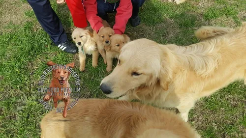 Cachorros Y Cachorras Golden Retriever Pureza A La Vistaa
