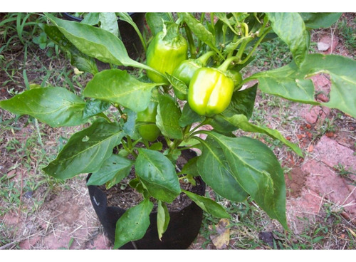 Smart Pots Smart Pot Recipiente De Doble Cara (5 Galones),