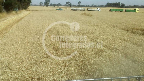 Agrícola En Venta En Victoria