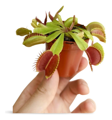 Planta Dionaea Muscipula B52