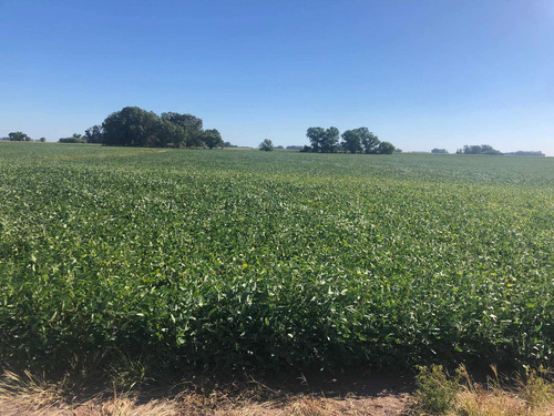 Imagen 5 de 10 de Campo 93 Hectareas