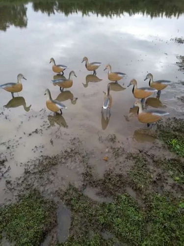 Chama Chamariz Marreca Caneleira Teche Pato Caça Unidade