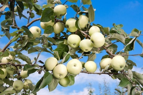  Manzana Blanca Alta Produccion ( Injerto )