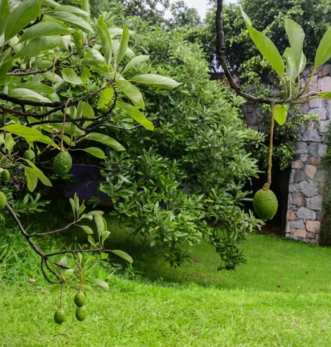 Precioso Rancho Botánico En Venta