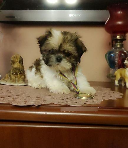 Shitzu Cachorros Macho Y Hembra Tricolor Puros Shih Tzu