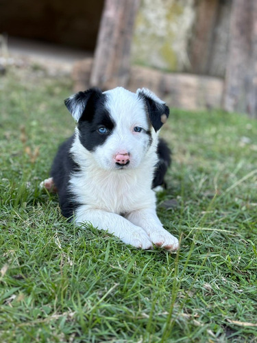 Cachorros Border Collie, Prontos Para Entregar.divinos