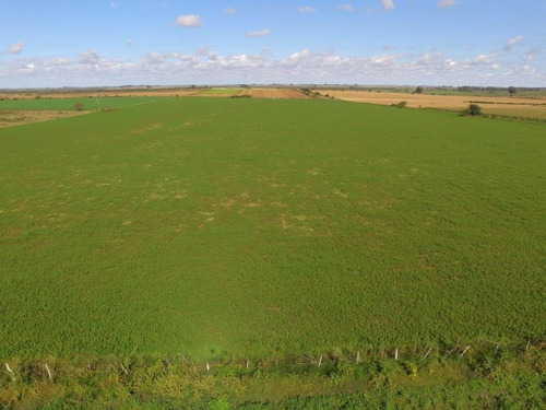 Imagen 7 de 9 de 12 Hectáreas Agrícolas En Aldea San Antonio, Gualeguaychú.