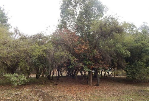 Quilpue, Hermosa Parcela