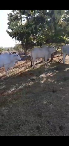 Imagem 2 de 5 de Vendo Vacas Nelore ,(aceito Trocas ) Caminhonete Ou Algo Do