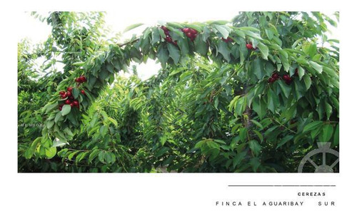 Campo - Finca Productiva De Primer Nivel, Mendoza, 80 Hectareas