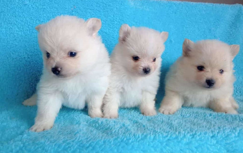 Pomerania Minis