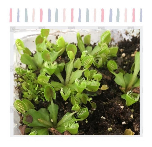 Imagen 4 de 8 de Pack Cultivares Dionaea Muscípula / Carnívora Vitroplant