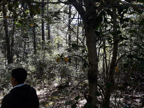 Excelente Sitio 5.000 M2 En Camino Al Volcán, Pucón