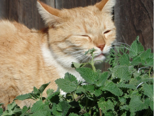 50 Semillas De Catnip Nepeta Cataria