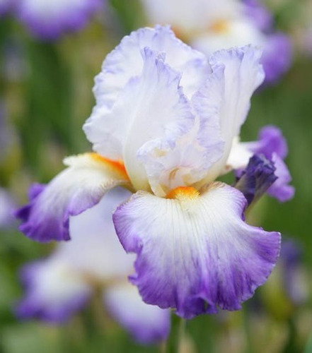 1 Rizoma De Lirios Barbados O Iris Germanica Conjurations 