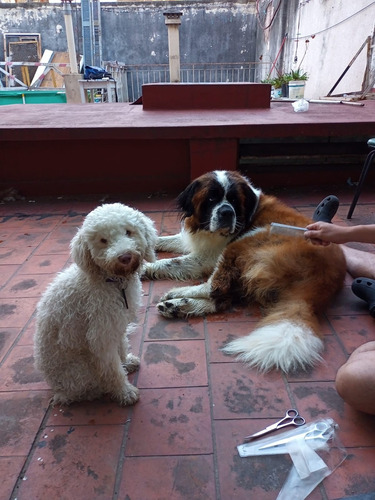 Imagen 7 de 10 de Guardería Y Pensión Canina El Perrito Rojo