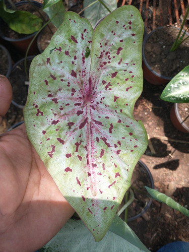 Caladium Rojo