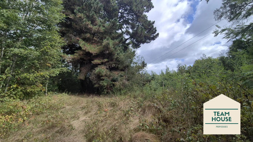 Camino Antilhue - Arique / Chincuin / Don Vicente