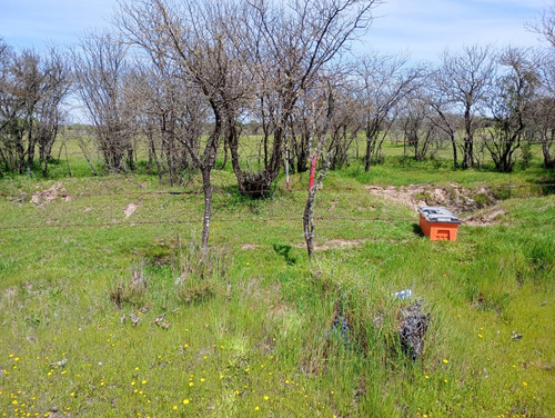 Parcela 8.000 M2 El Canelo , Comuna De Retiro - Region Maule