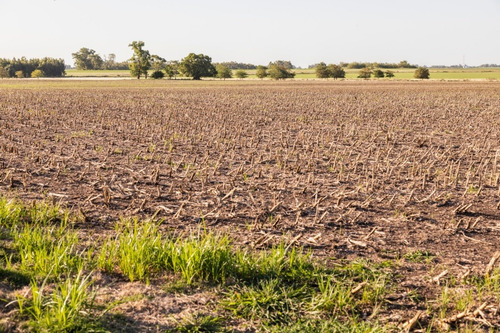 Campos Venta Agrícola Premium 46 Has Ombúes De Lavalle