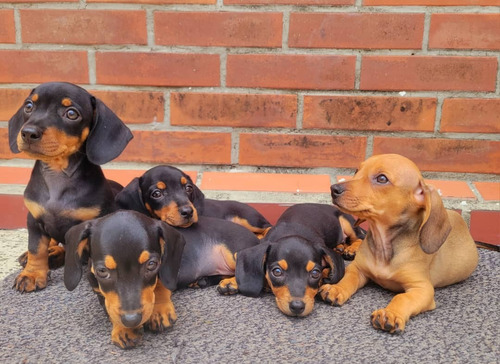 Perro Salchicha Dachshund Cachorros 2 Meses 