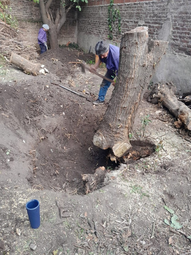 Poda De Árboles - Extracciones - Desmalezados