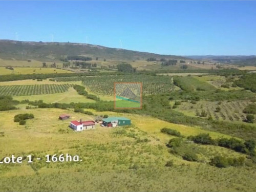 Imagen 6 de 14 de Campo De Olivos 324 Has En Los Caracoles