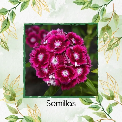 50 Semillas De Flor Clavelin Chino