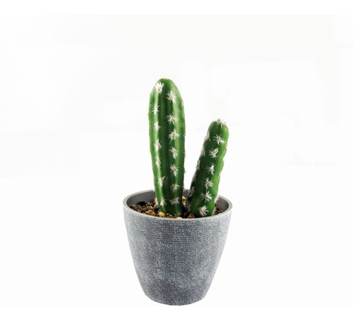 Cactus Hermosos En Macetero Gris Para Decoraración