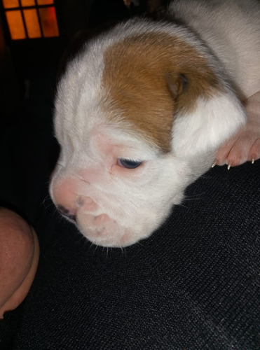 Cachorros Boxer Hembra Y Mácho