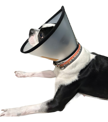 Collar Isabelino Cono Para Perros O Gatos Recuperación Color Blanco Único Tamaño Del Collar No. 4 Grande - Raza Pequeña