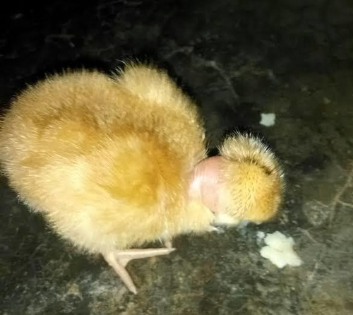 Imagen 5 de 5 de Criollos Mejorados Pollo Bebe