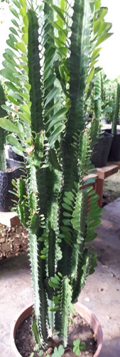 Eufhoria, Cactus Arbol De Leche, 60cm .tambien Llama Trigona