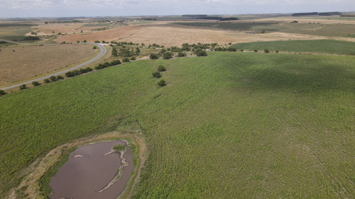 Campo En Venta De 150 Ha Agrícola Ganadero En Florida (ref: Atm-7901)
