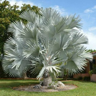 Palmera Bismarckia Nobilis 110lts (seña)
