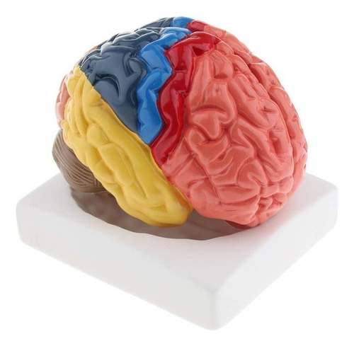 Modelo De Cérebro Humano De 2 Partes