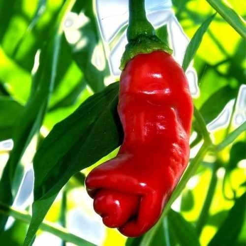 200 Sementes Da Pimenta Peter Penis Verdadeira