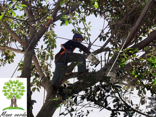 Imagen 6 de 6 de Poda Y Tala De Arboles.. Empresa Reglamentada